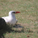 red-tailed tropicbird