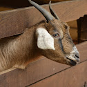 Domestic Goat