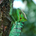 Cone head lizard