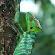 Cone head lizard