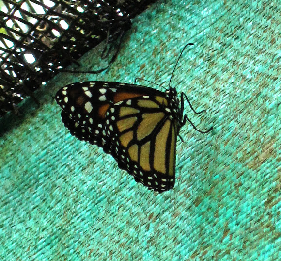 Spotting Image 1