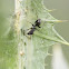 Black Ant