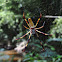 Banana Spider