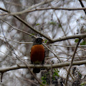 American Robin