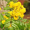 Oregon grape
