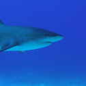 Caribbean Reef Shark