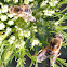 Hoverfly