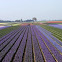 Hyacinth 