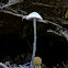 Mycena