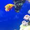 Flame angel fish