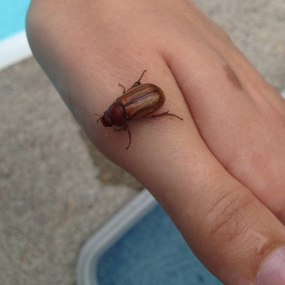 Spotting Image 1