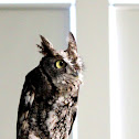 Eastern Screech Owl