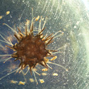 Ourizo (gl), erizo de mar (es), Sea urchin (uk)