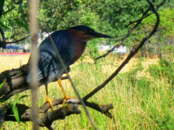 Spotting Image 1