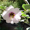 Lavatera maritima bicolor