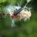 Soldier beetle - Páteříček sněhový
