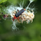 Soldier beetle - Páteříček sněhový