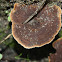 Ischnoderma benzoinum