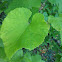 Wild grape
