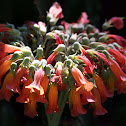 Chandelier Plant