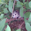 Opossum