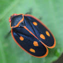 Cercopid Spittle Bug