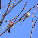 House finch