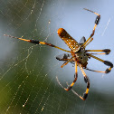 Golden-silk Spider