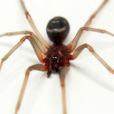 Steatoda sp.