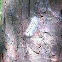 Hickory Tussock Moth Caterpillar