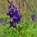Dwarf Larkspur (Spring Larkspur)
