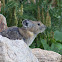 American Pika
