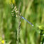 Common Blue Damselfly