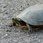Painted turtle