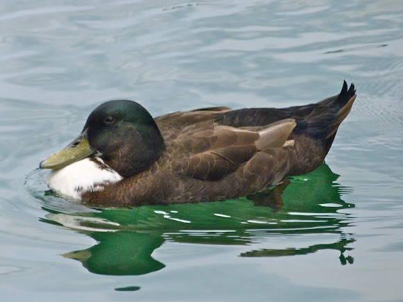 Spotting Image 1