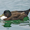 Mallard hybrid