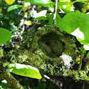 Anna's Hummingbird - Newborn Chicks