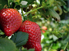 Manuales Cultivo De Fresa