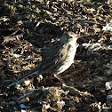 Falkland Pipit