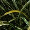 Seaweed pipefish