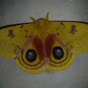 IO moth