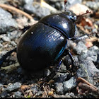dung beetle