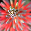 Aloe Flower