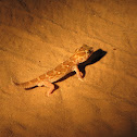 Barking Gecko
