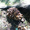 Many-Zoned Polypore