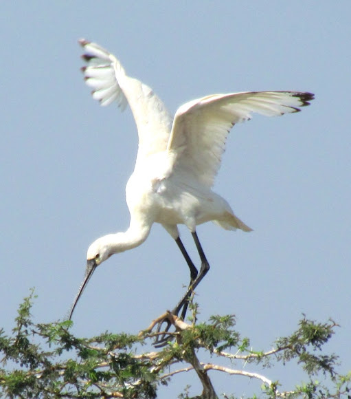 Spotting Image 1