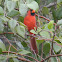 Northern Cardinal (male)