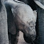 African Elephant