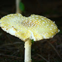 Fly Agaric