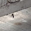 Wood bee